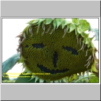 16702 Sonnenblume Bullenheim Oberfranken 2010.JPG